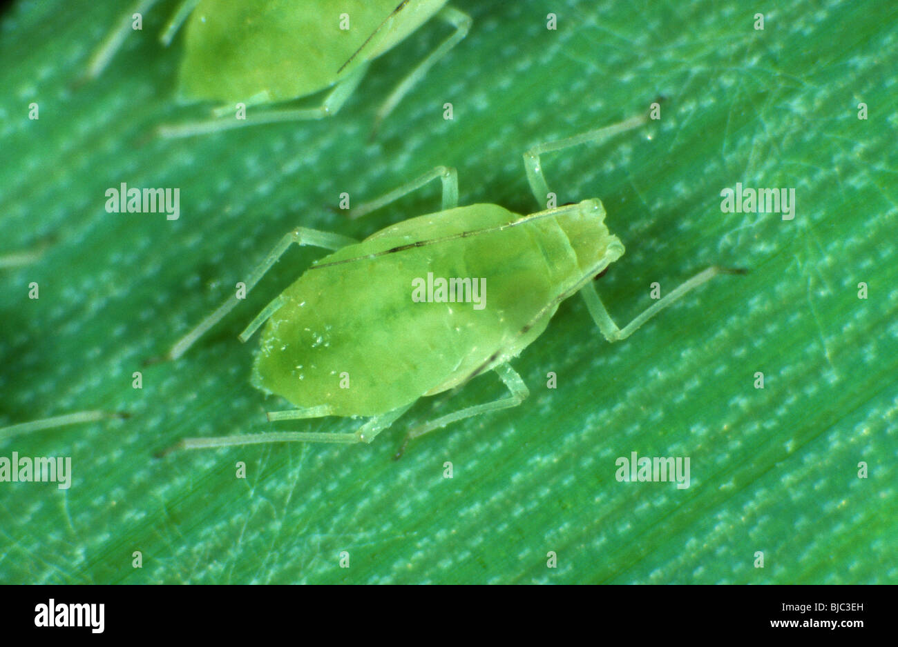 Puceron à grains roses (Metropolophium dirhodum) femelle non aigdée sur une feuille de céréales Banque D'Images