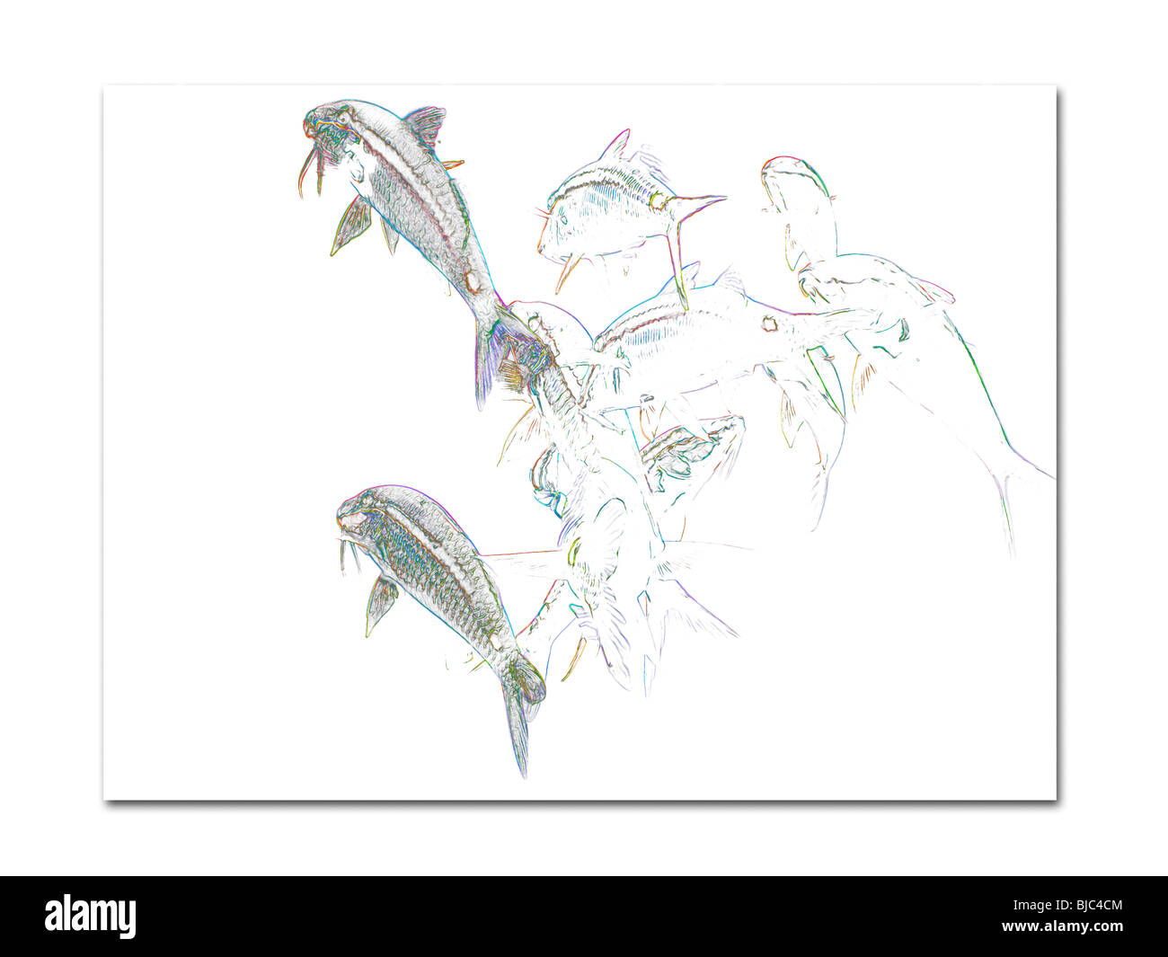 Dessin stylisé d'école de poisson Banque D'Images