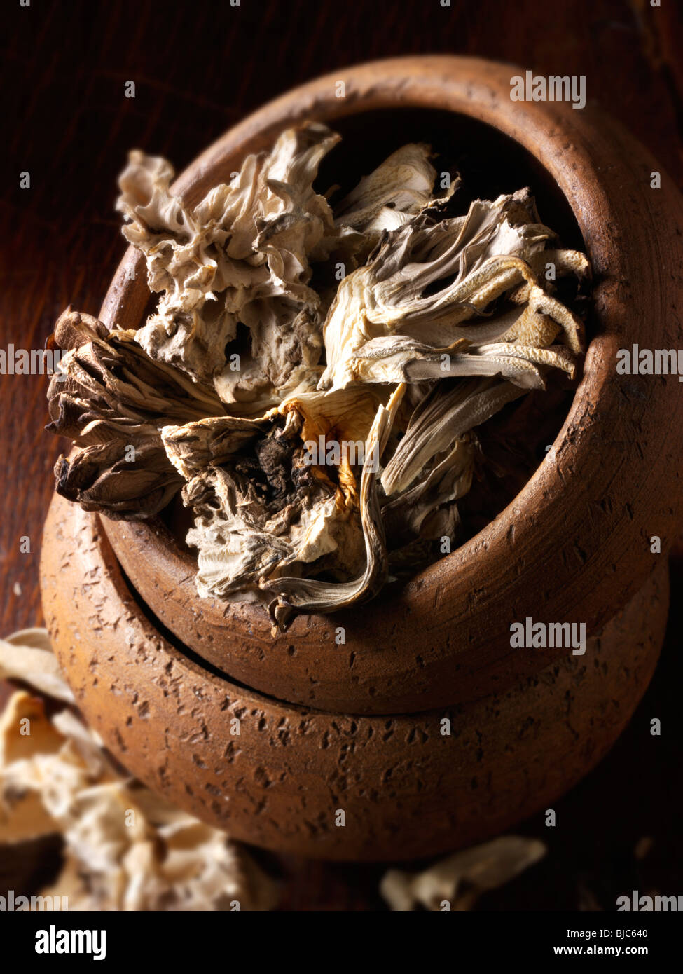 Photos stock champignons Maitake séchées Banque D'Images