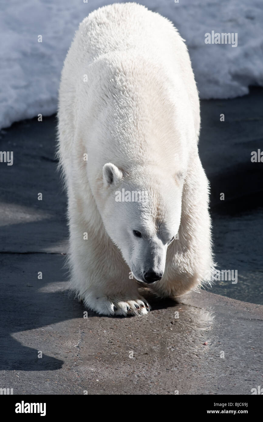 Un Ours blanc (Ursus maritimus - ours polair ou Ours blanc) Banque D'Images