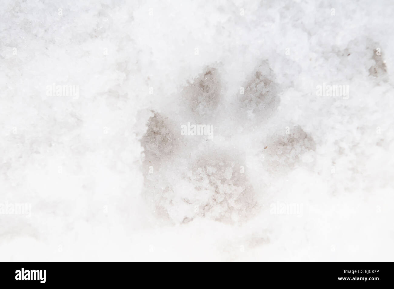Paw print dans la neige, chiot berger allemand, neuf (9) semaines Banque D'Images