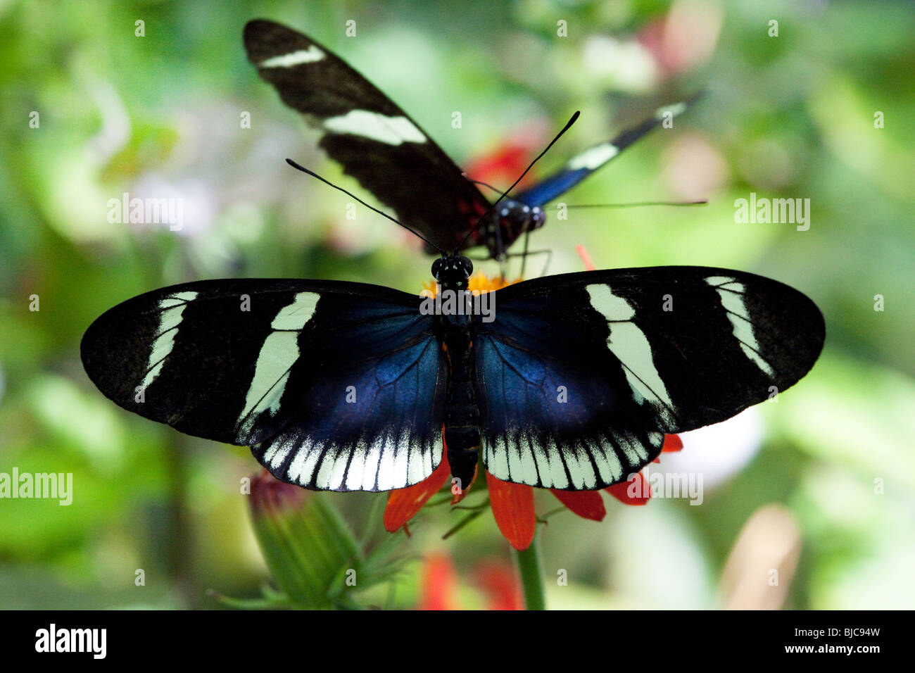 Sara Longwing (Heliconius sara) papillons, Académie des sciences de la Californie San Francisco, Californie, USA Banque D'Images