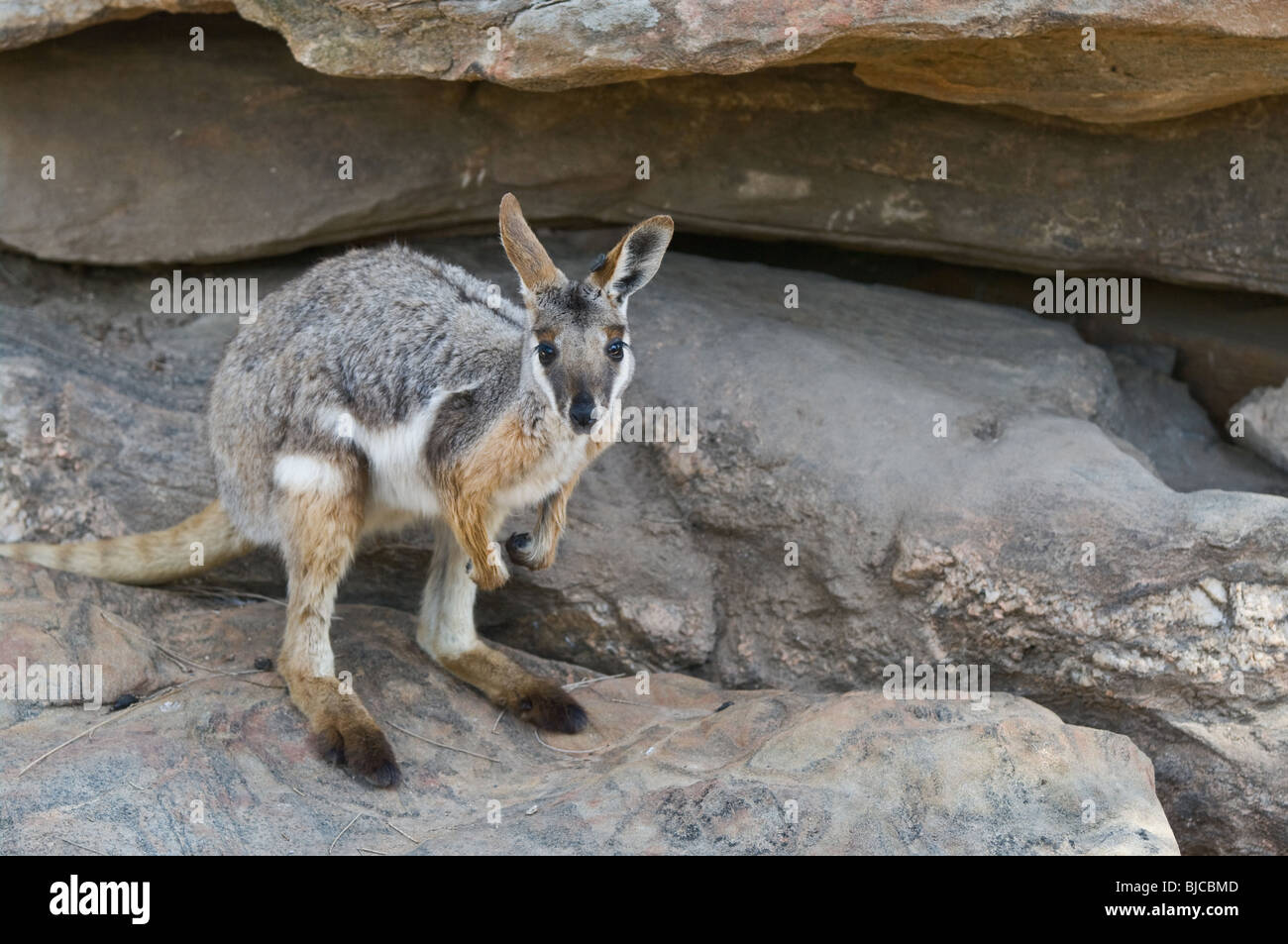 Grande image d'un rock wallaby à pieds jaunes Banque D'Images