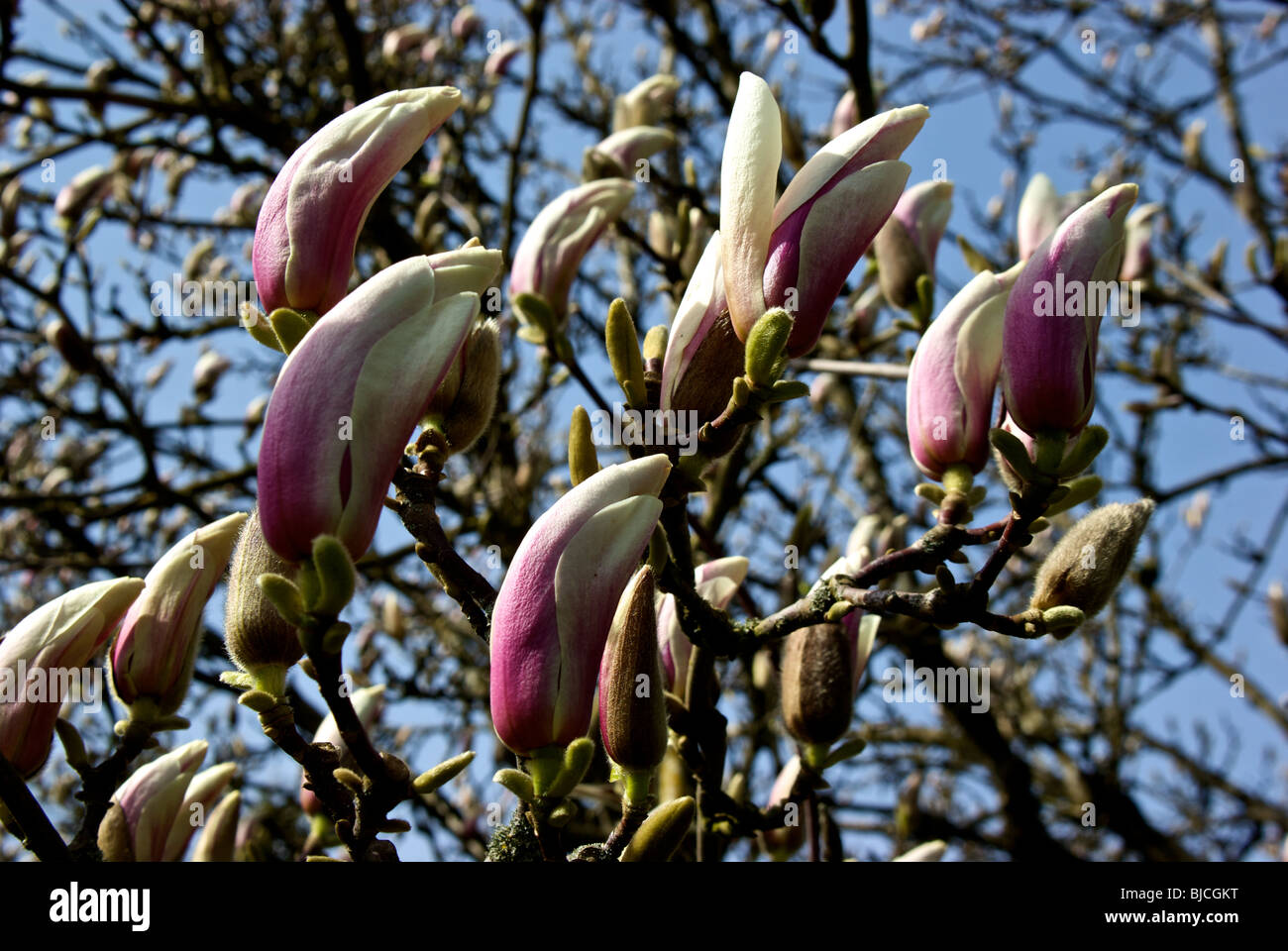 Violet Rose blanc teinté magnolia blossoms prêt à éclore de tulip arbre en fleurs au début du printemps Banque D'Images