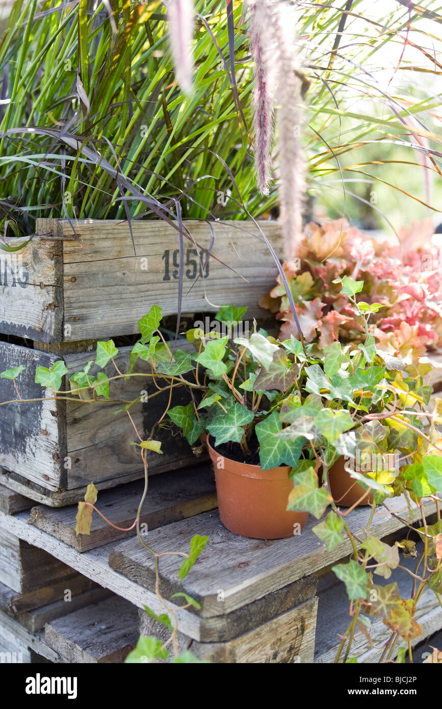 Lierre en pot PLANTES Banque D'Images