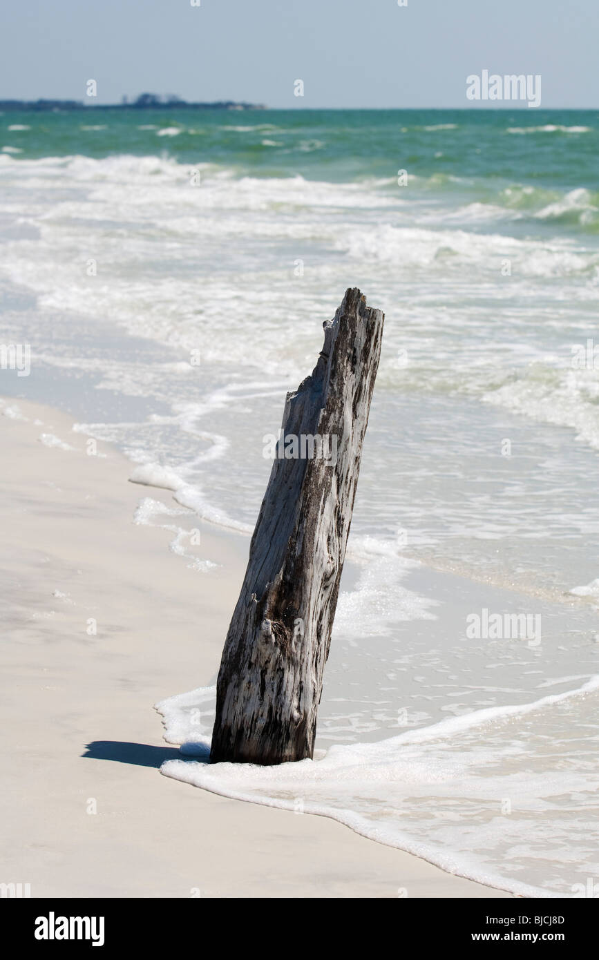 Driftwood dépassant du sable sur plage Banque D'Images