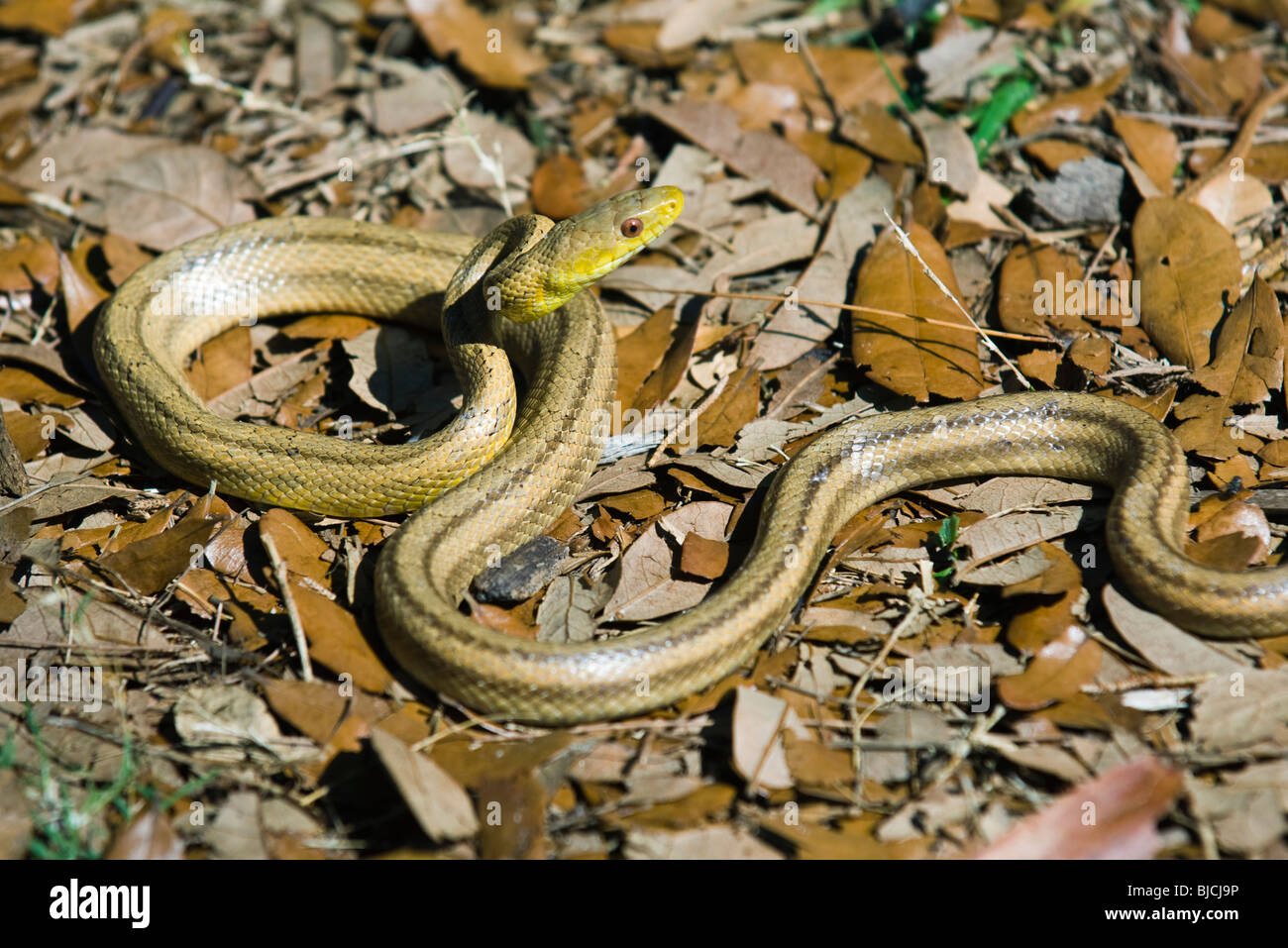 Serpent rat jaune (Elaphe obsoleta quadrivittata) Banque D'Images