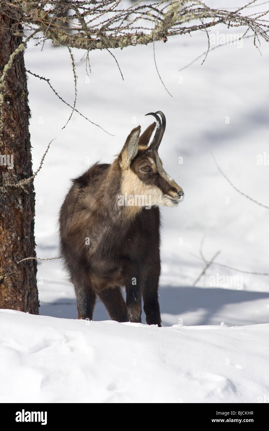 Chamois Rupicapra rupicapra Banque D'Images
