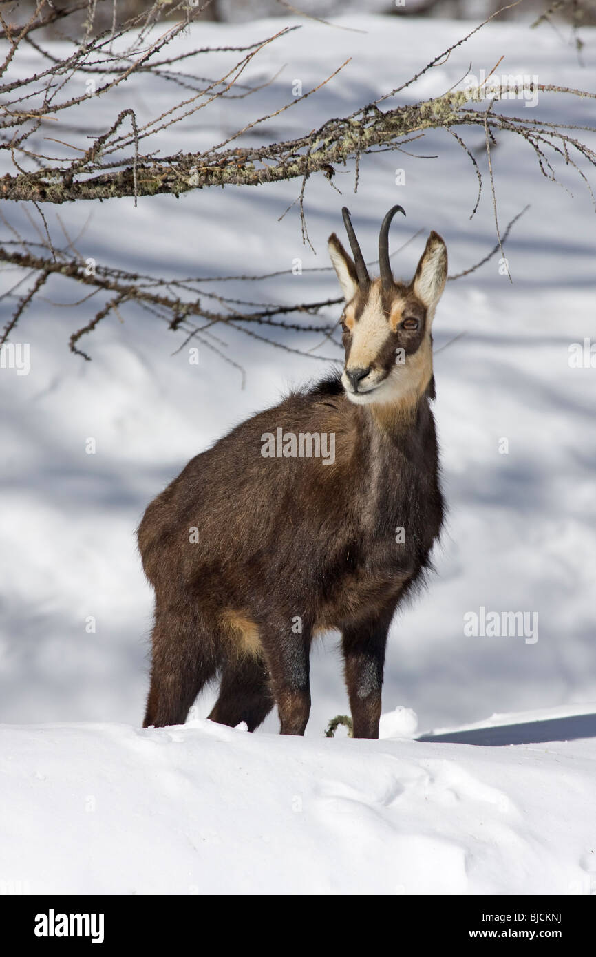 Chamois Rupicapra rupicapra Banque D'Images