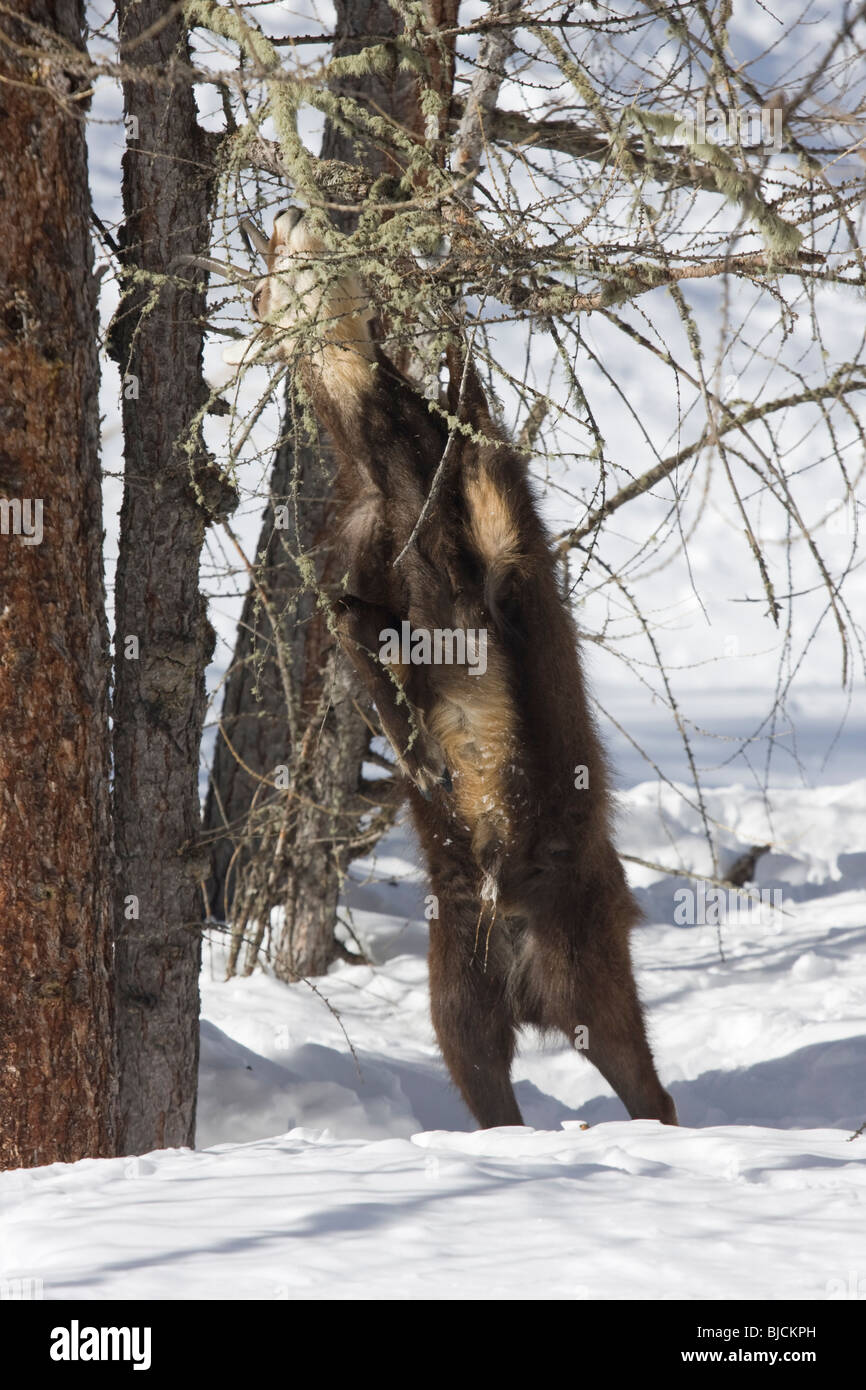 Les Chamois Rupicapra rupicapra Banque D'Images