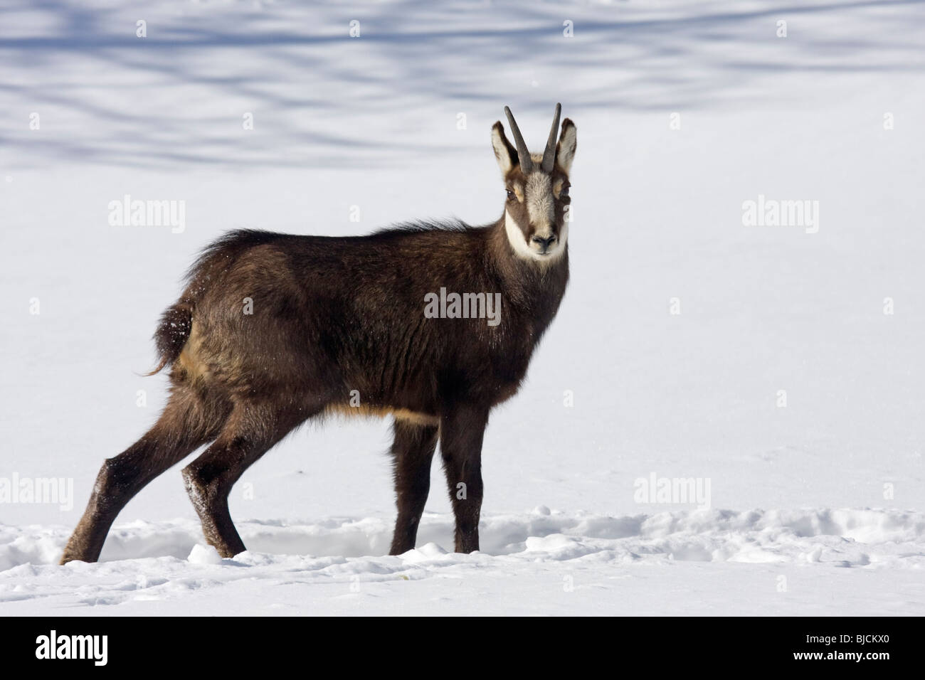 Chamois Rupicapra rupicapra Banque D'Images