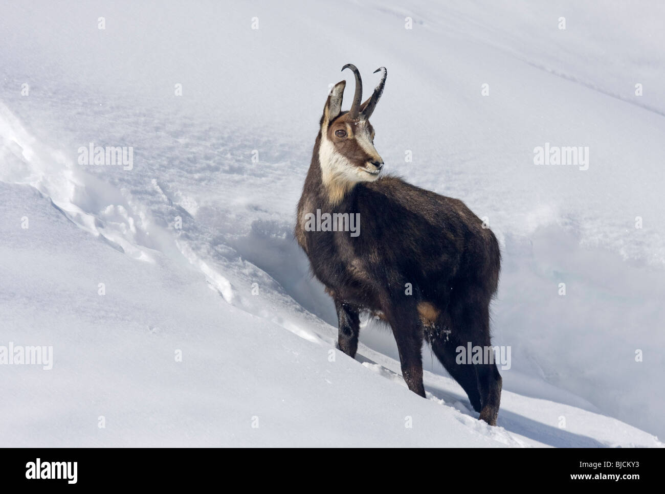 Chamois Rupicapra rupicapra Banque D'Images