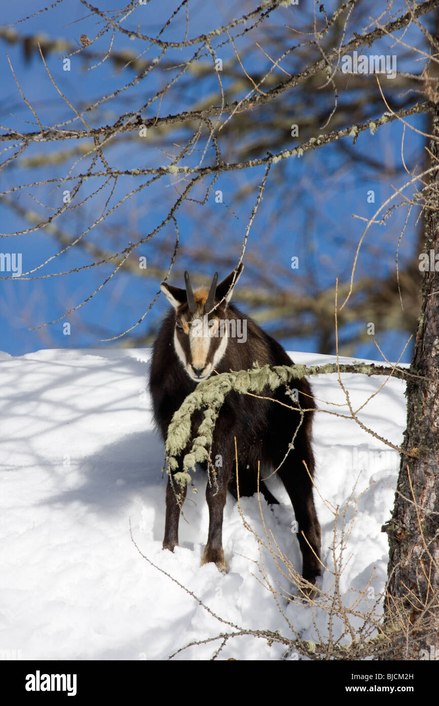 Les Chamois Rupicapra rupicapra Banque D'Images