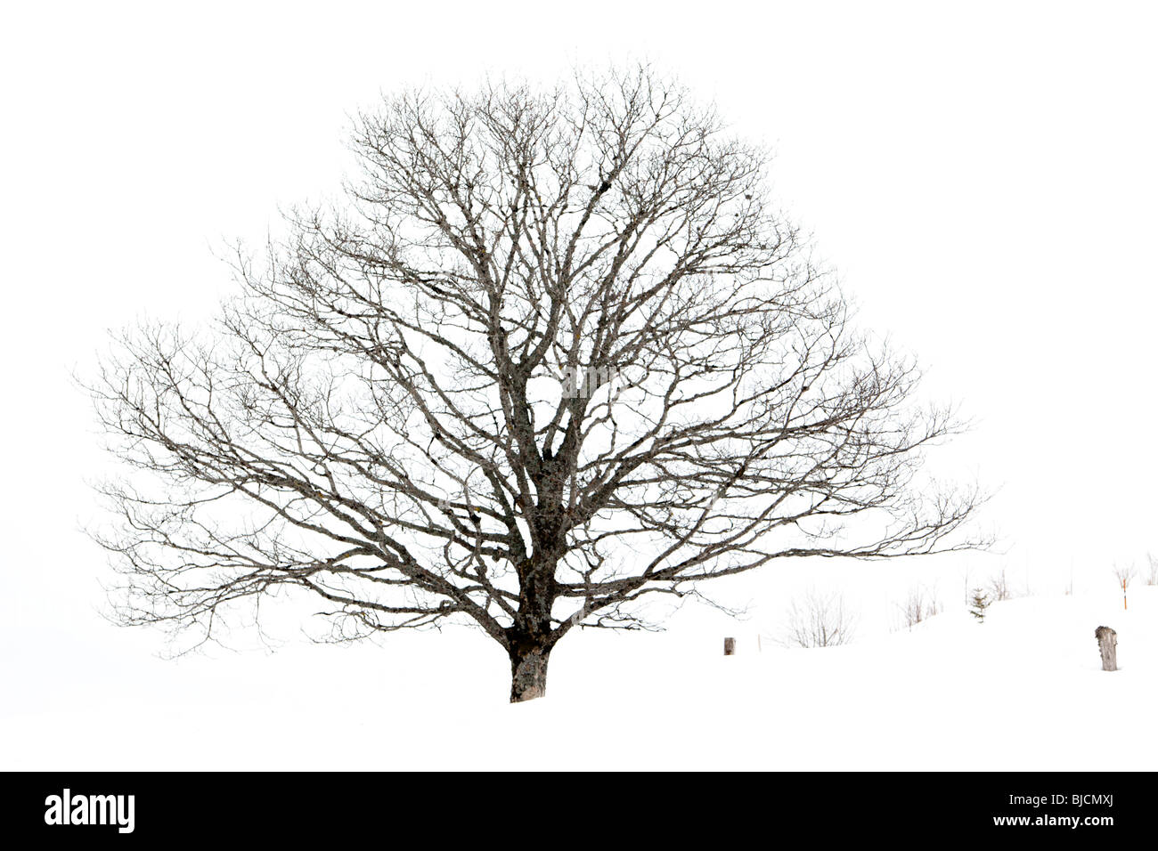 Arbre sans feuilles, winterscape sur blanc. Charles Lupica Banque D'Images