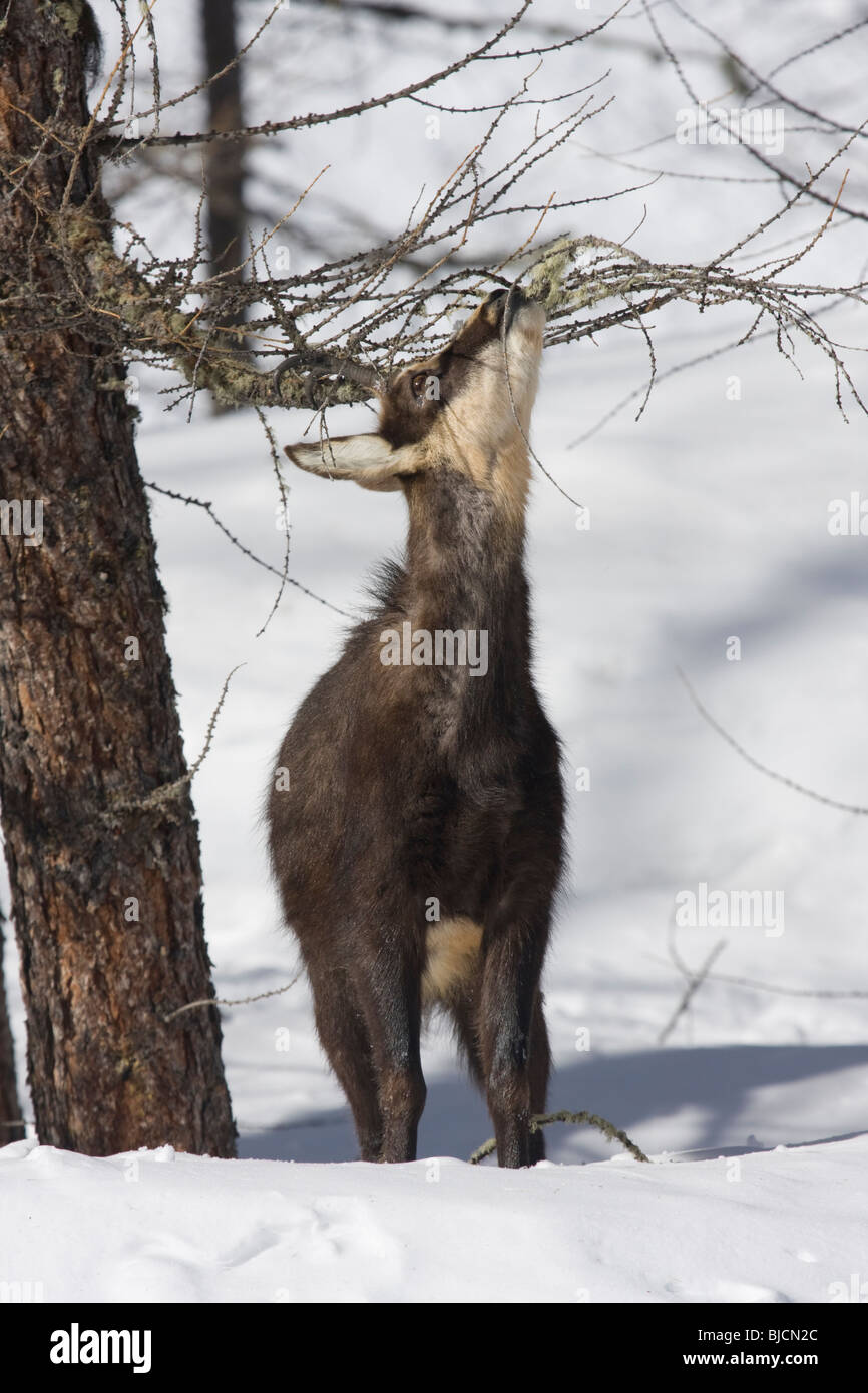 Les Chamois Rupicapra rupicapra Banque D'Images