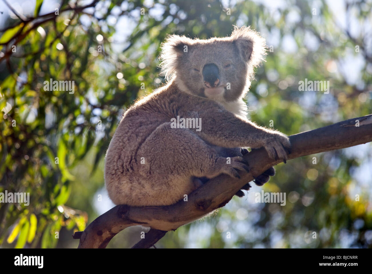 Le Koala dans le parc national Great Otway, près de Bimbi Camping Park, Victoria, Australie Banque D'Images