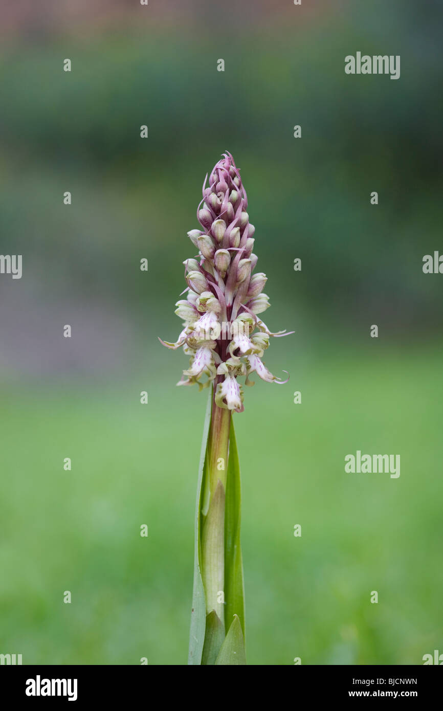 Orchidée géante dans le Péloponnèse de la Grèce Banque D'Images