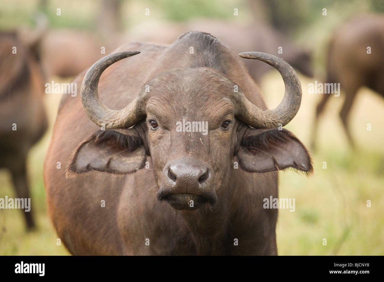 Portrait d'une femelle buffle dans la réserve de Nakuru au Kenya Banque D'Images