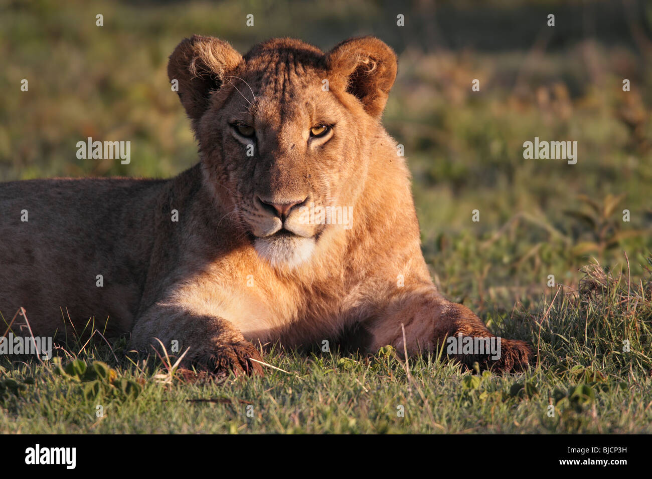 Portrait d'un jeune lion dans le cratère du Ngorongoro, en Tanzanie Banque D'Images