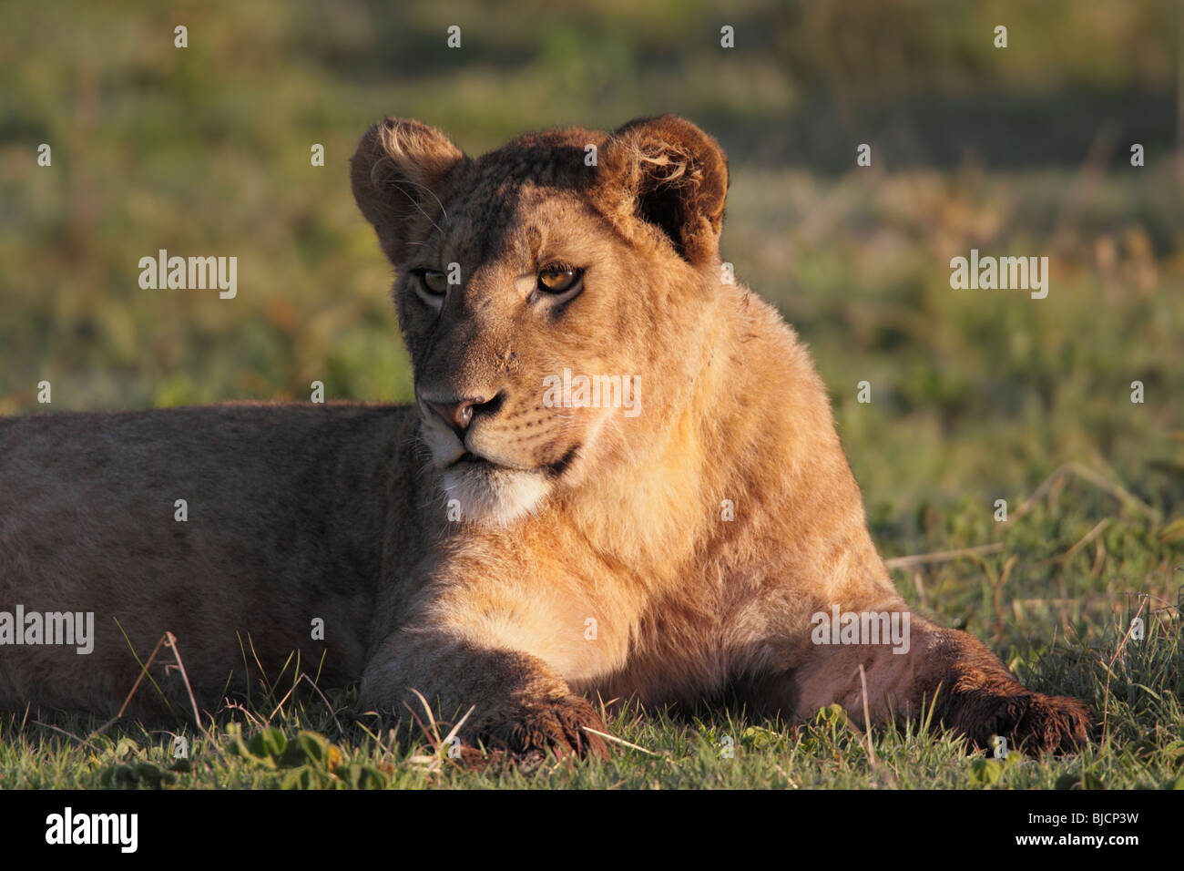 Portrait d'un jeune lion dans le cratère du Ngorongoro, en Tanzanie Banque D'Images