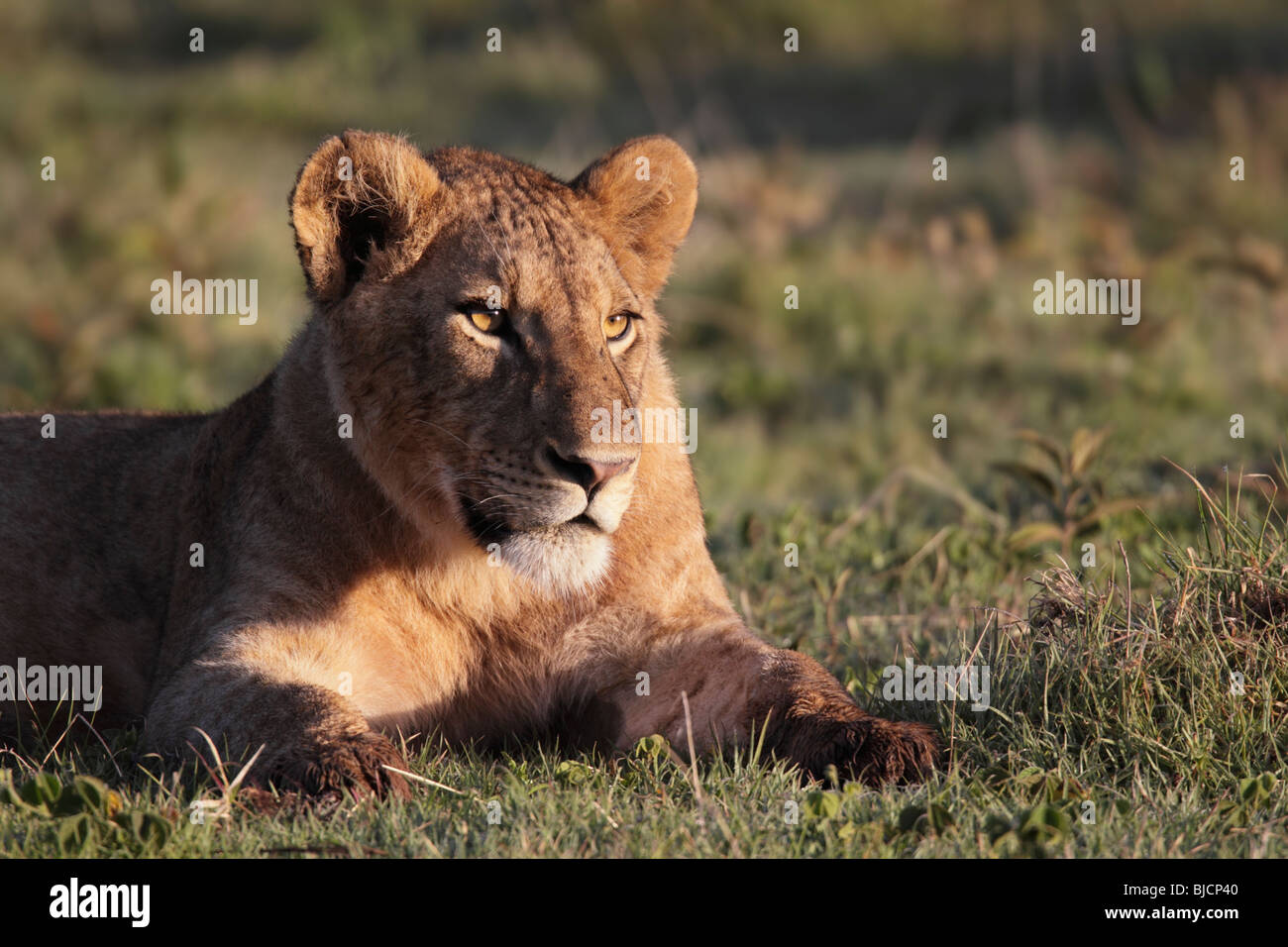 Portrait d'un jeune lion dans le cratère du Ngorongoro, en Tanzanie Banque D'Images