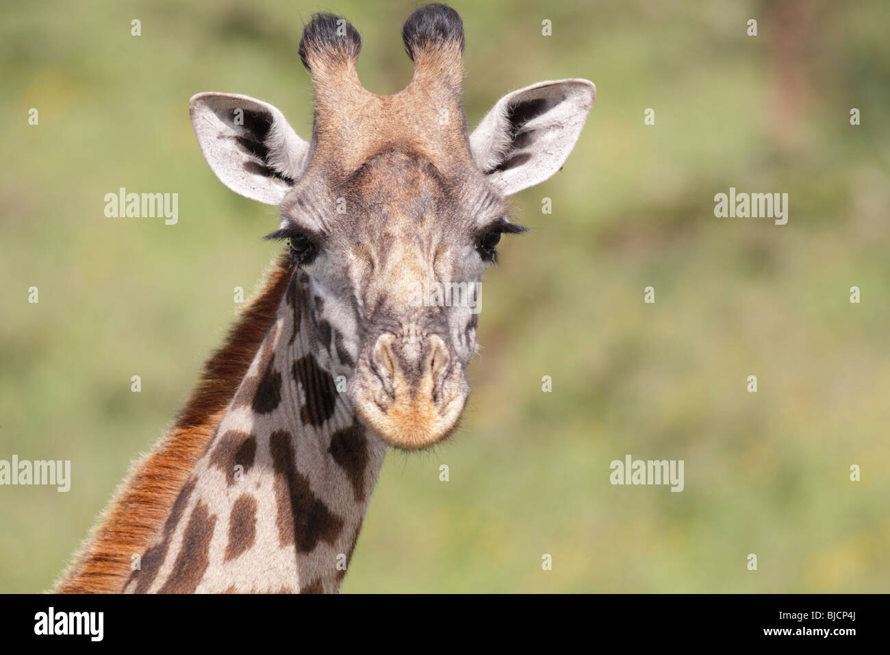 Portrait d'une girafe du Sud dans le cratère du Ngorongoro Conservation Area en Tanzanie Banque D'Images