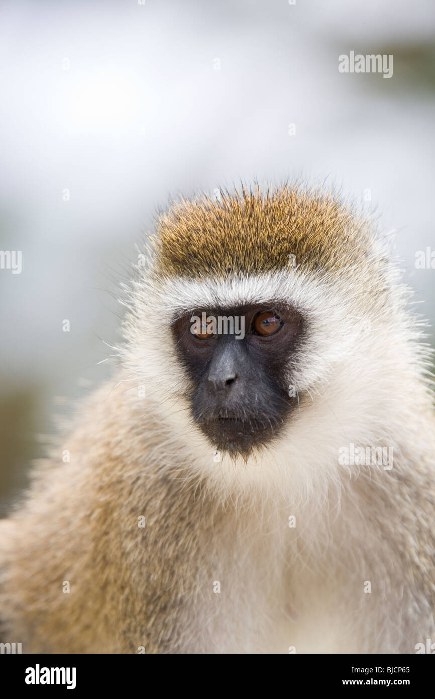 Portrait d'un singe dans la réserve de Nakuru au Kenya Banque D'Images