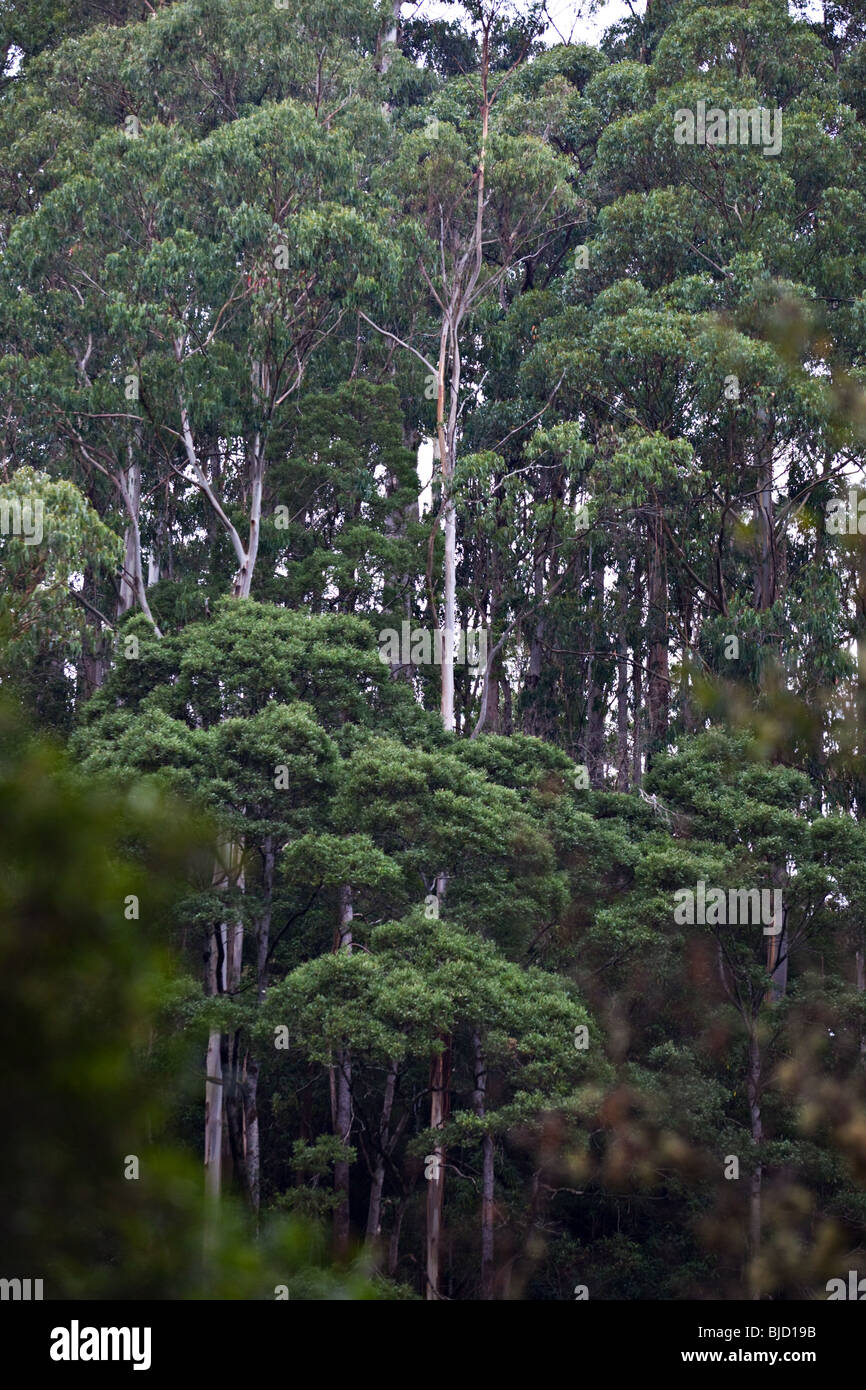 La pluie forêt à côté d'Erskine, Lorne, Great Otway National Park, Australie Banque D'Images