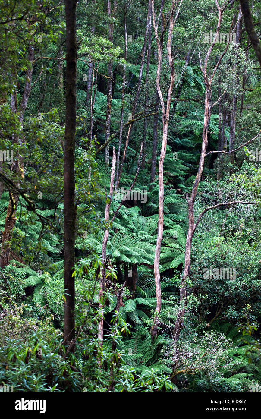 La pluie forêt à côté d'Erskine , Lorne, Great Otway National Park, Australie Banque D'Images
