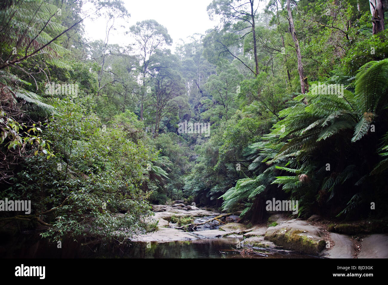 Forêt de pluie à Erskine , Otway National Park , Lorne, Victoria, Australie Banque D'Images