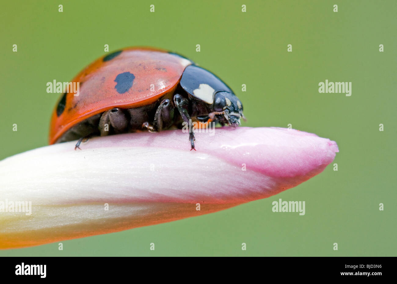 7 spot ladybird en face de fond vert, Coccinella septempunctata Banque D'Images