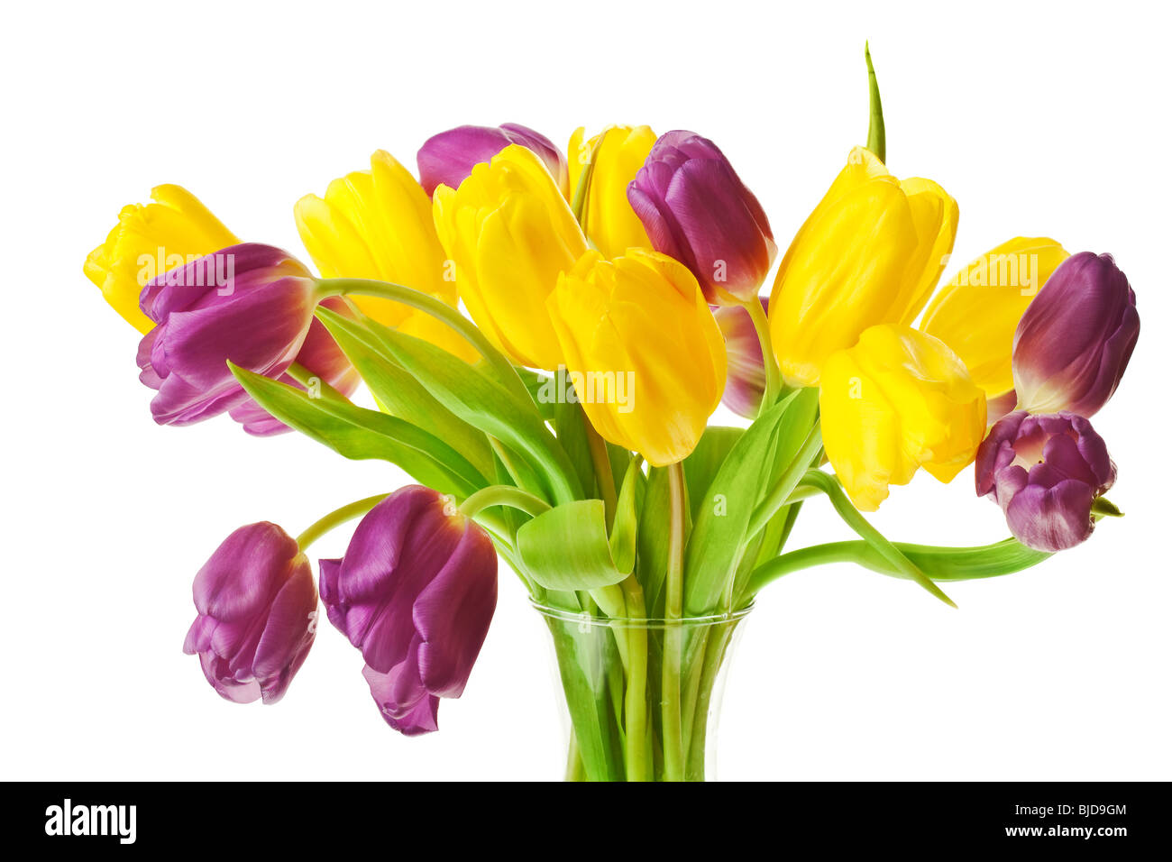Violet et jaune printemps tulipes isolé sur un fond blanc, pur Banque D'Images