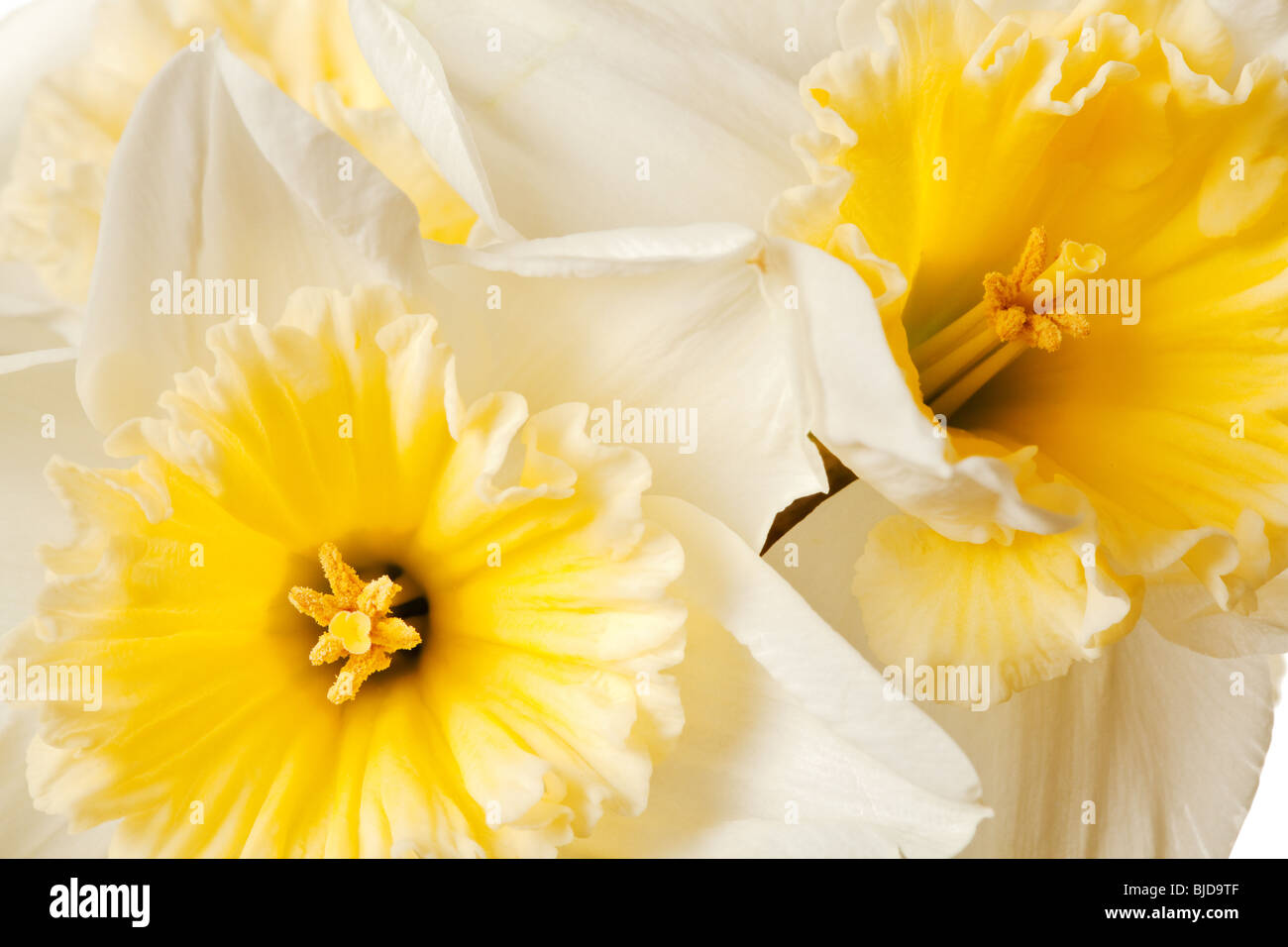 Blanc de printemps fleur fond Jonquille Banque D'Images