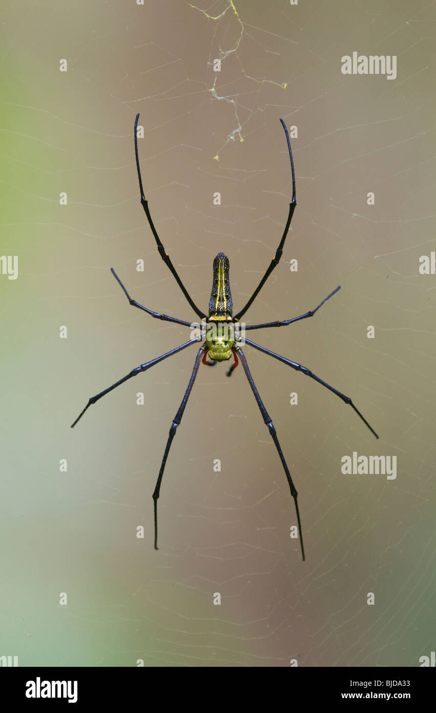GOLDEN ORB SPIDER WEB (Nephila pilipes) sur le web, Ko Ra, la Thaïlande. Banque D'Images