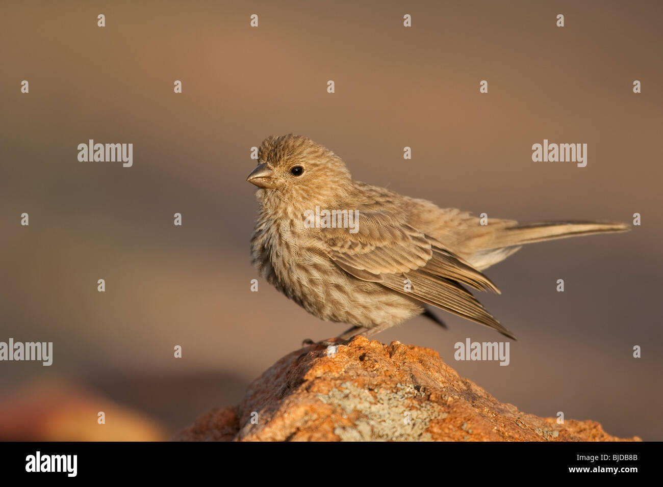 Roselin familier (Carpodacus mexicanus frontalis), juvénile. Banque D'Images