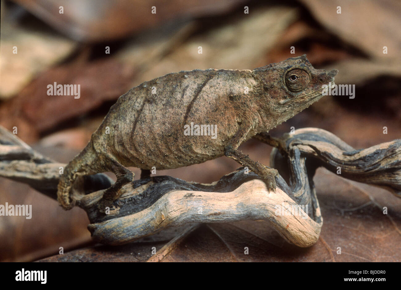 Pigmy leaf chameleon, Rhampholeon spectrum, le Cameroun, l'Afrique de l'Ouest Banque D'Images