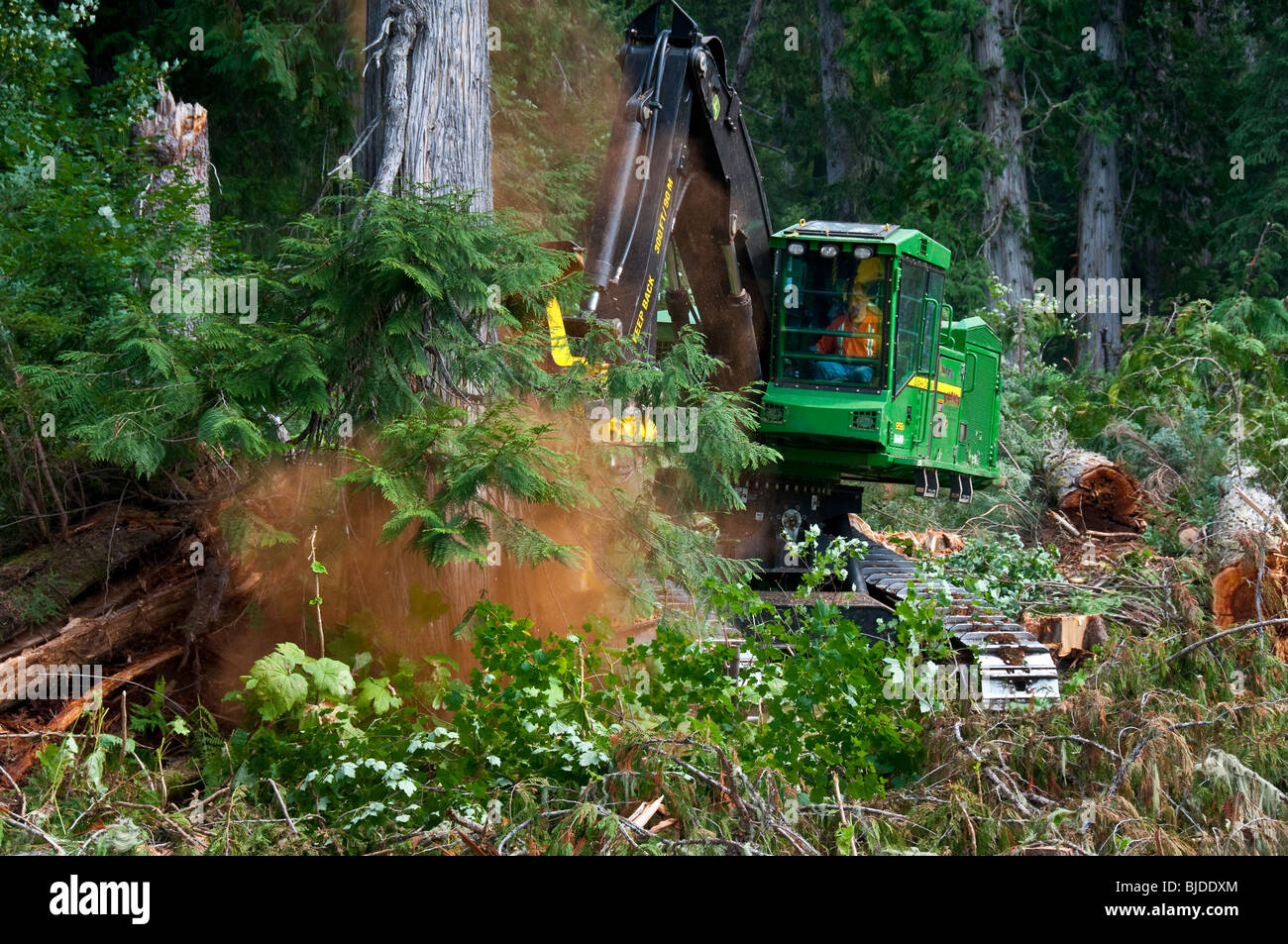 La coupe d'un arbre. Banque D'Images