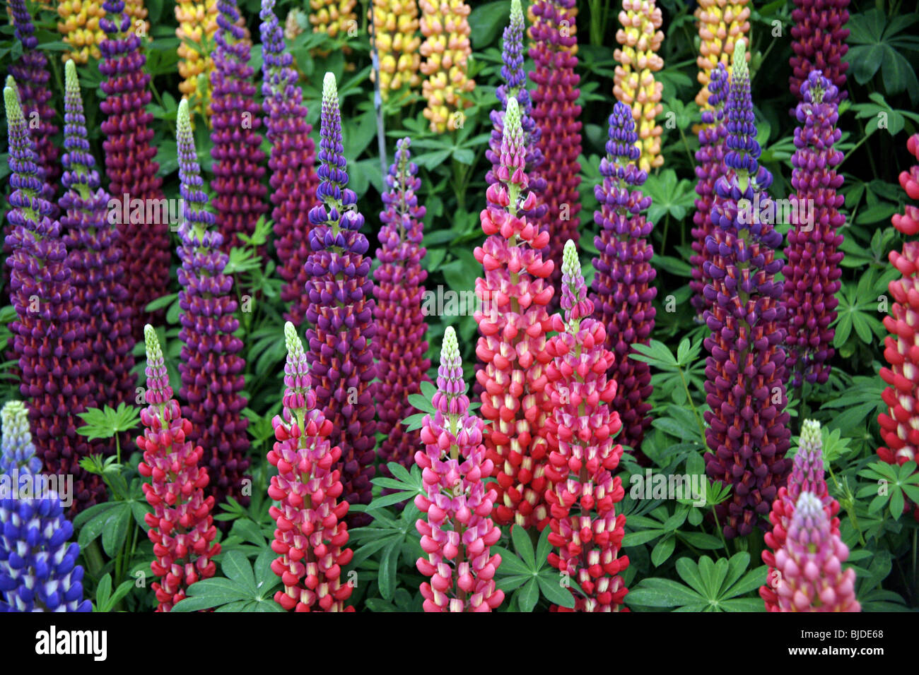 Lupinus, lupins au Chelsea Flower Show Banque D'Images