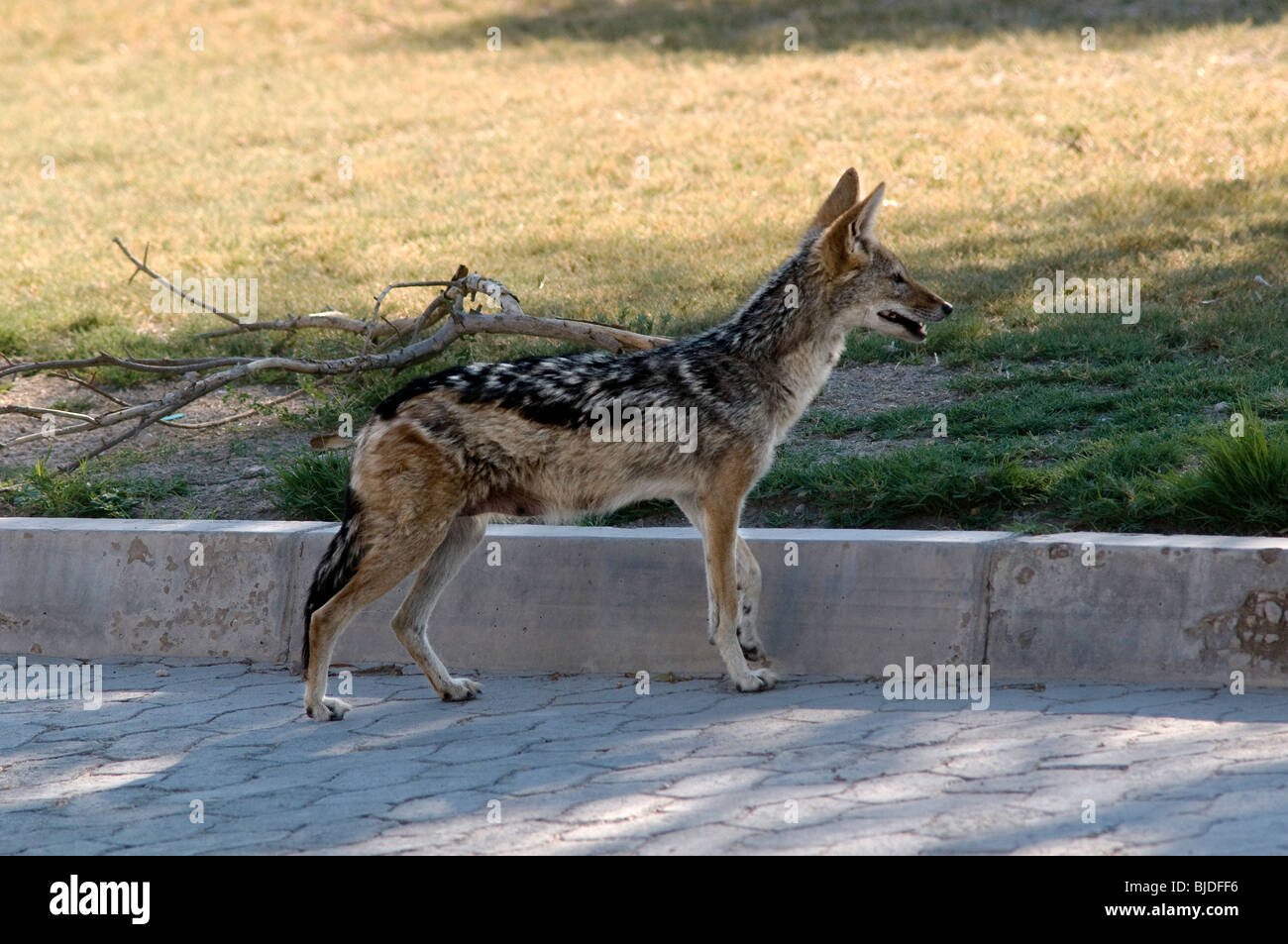 Le Chacal à dos noir Banque D'Images