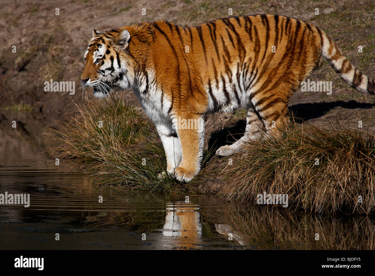 Tigre de Sibérie à la recherche sur l'eau à la recherche d'un repas Banque D'Images