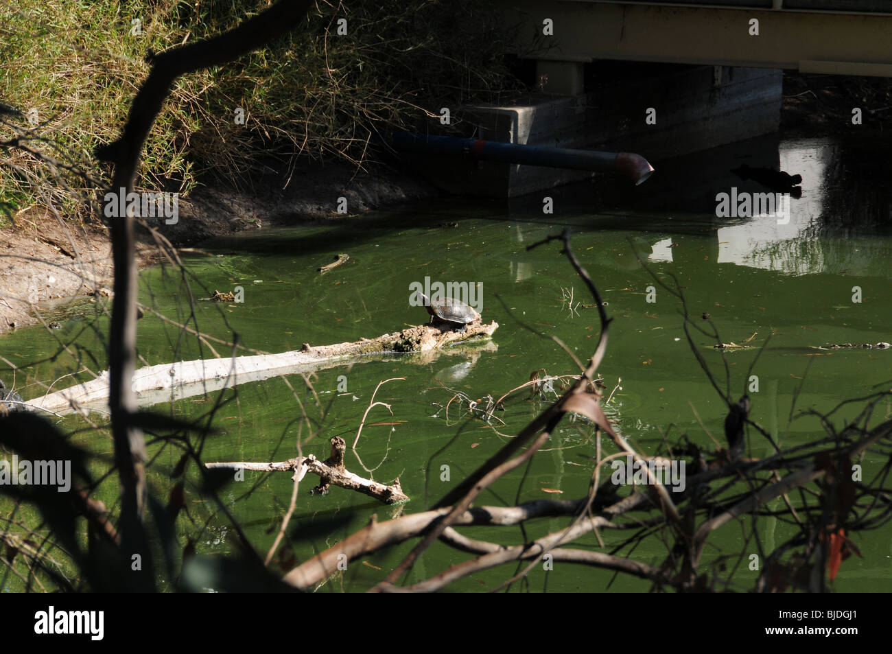 Une tortue se trouve sur un journal à une installation de traitement de l'eau dans la région de Tucson, Arizona, USA. Banque D'Images