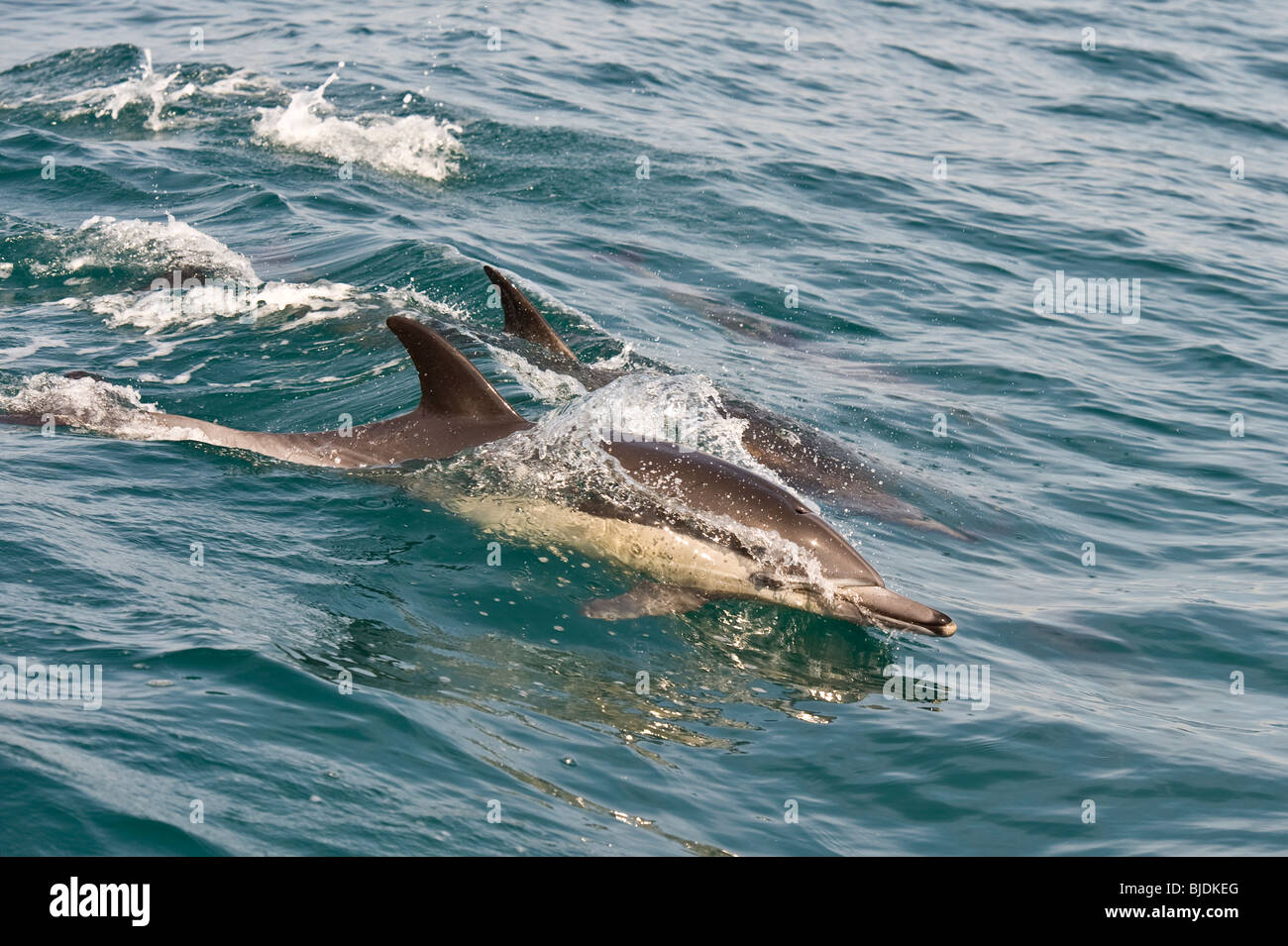 Dauphin commun court pris dans l'océan Pacifique à Dana Point, Californie Banque D'Images