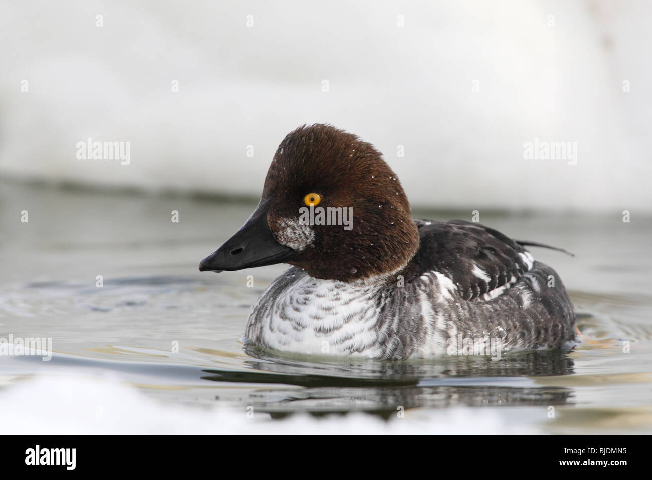 Goldeneye Bucephala clangula (femelle) dans la mer. Banque D'Images