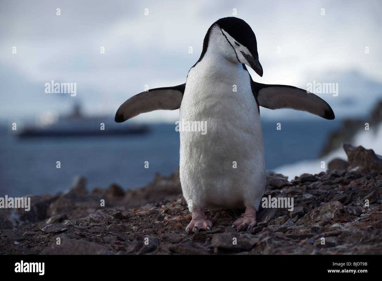 Manchot à jugulaire sur une petite colline sur Half Moon Island, Îles Shetland du Sud, l'Antarctique. Banque D'Images