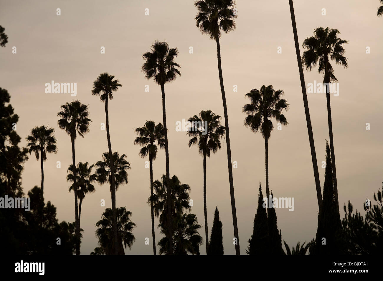 Palmiers et cyprès, Los Angeles County, Californie, États-Unis d'Amérique Banque D'Images