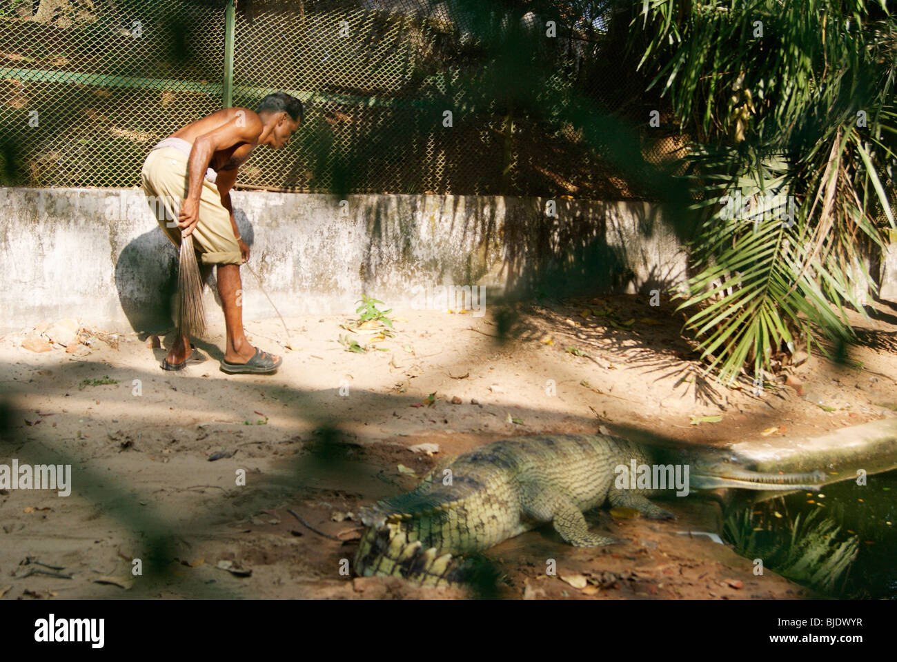 Homme de main-d'étage nettoyage intérieur dangereusement dans la zone de crocodiles Zoo.scène de Trivandrum Kerala Inde au zoo Banque D'Images