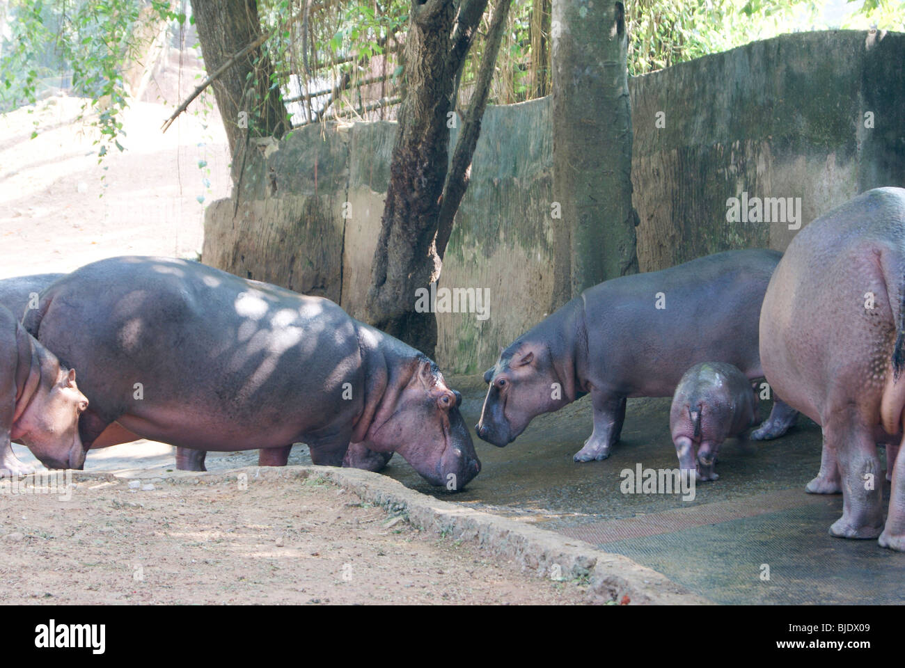 Hippopotamus à face à face, un bébé hippopotame boit le lait de mère. Banque D'Images