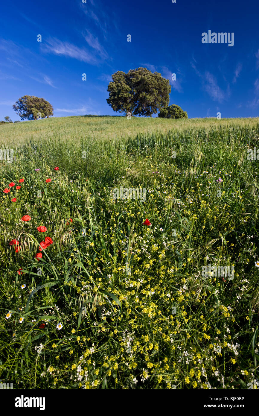 Fleurs sauvages au printemps, sur le terrain, nr Olvera, Andalousie, Espagne Banque D'Images