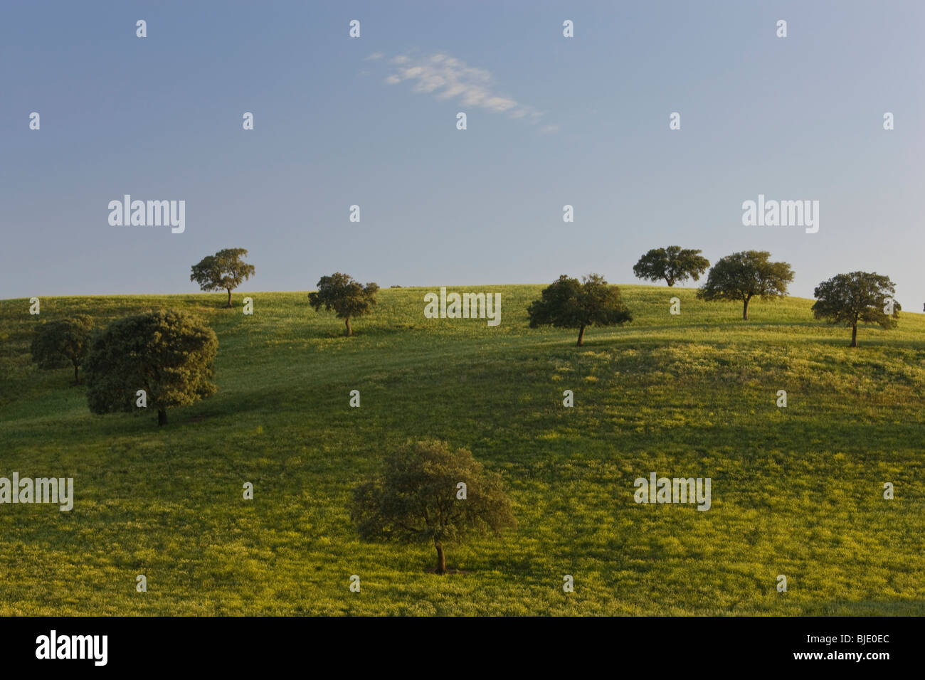 Au printemps, c'Arcos de la Frontera, Andalousie, Espagne Banque D'Images