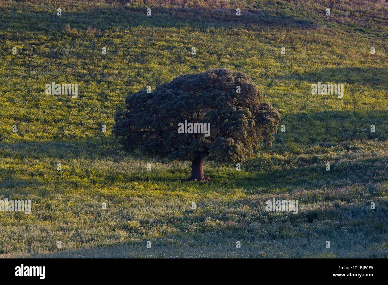 Au printemps, c'Arcos de la Frontera, Andalousie, Espagne Banque D'Images